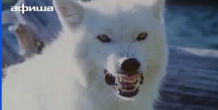 Белые волки 3: Крик белого волка кадры