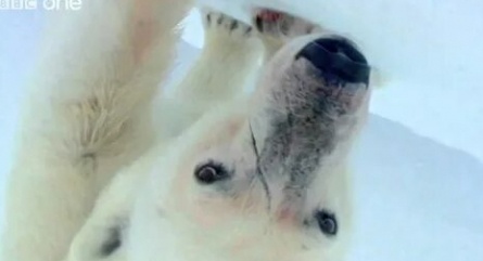 Белый медведь: Шпион во льдах кадры