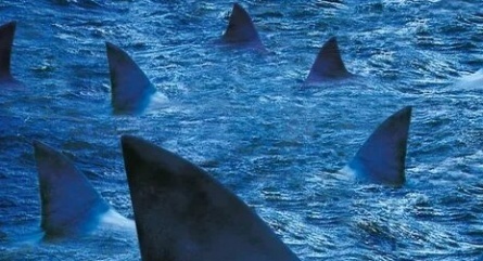 Бешеные акулы кадры