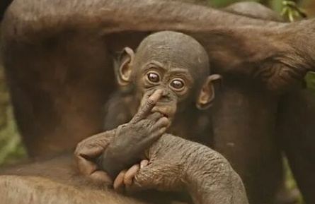 Бонобо кадры