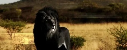Чёрный лев кадры