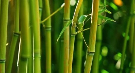 Цветок бамбука кадры