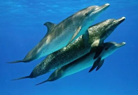 Дельфины и киты 3D кадры