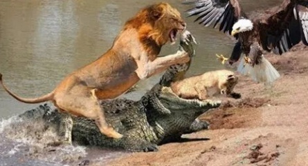 Discovery. Схватка: Лев против крокодила кадры