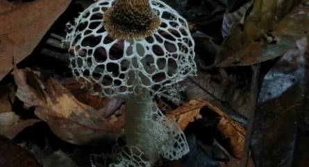 Фантастические грибы кадры
