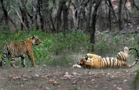 Индия 3D: Национальный парк Канха кадры