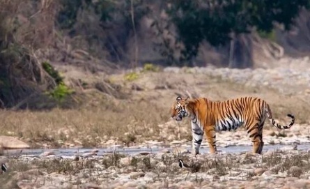 Индия 3D: Национальный парк Канха кадры