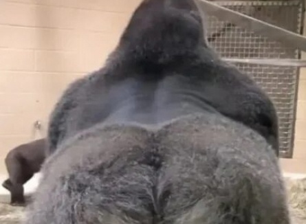 Коко, говорящая горилла кадры