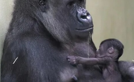 Коко, говорящая горилла кадры