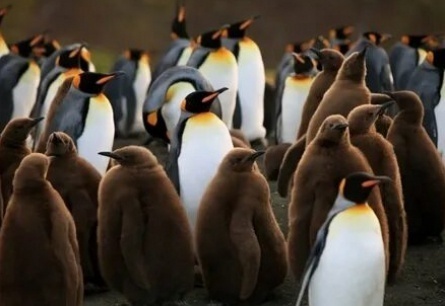 Король пингвинов кадры