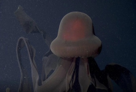 Медуза кадры