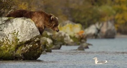 Медведи Камчатки кадры