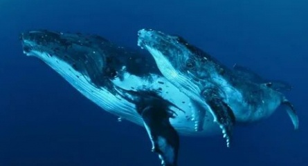Мудрость китов кадры