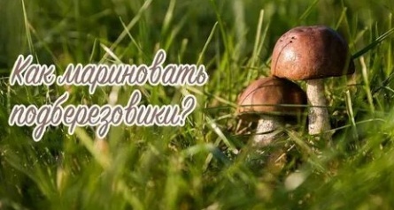 Неразгаданные тайны грибов кадры