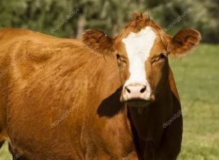 Оранжевая корова кадры