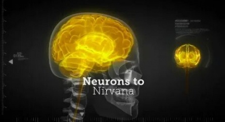 От нейронов к нирване: Медицинское применение психоделиков кадры