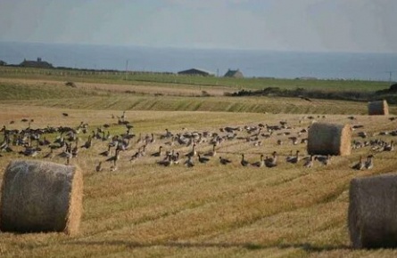 Охота на гусей в Шотландии кадры