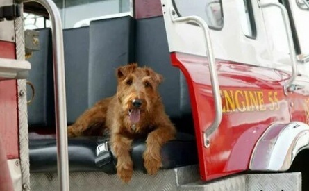 Пожарный пес кадры
