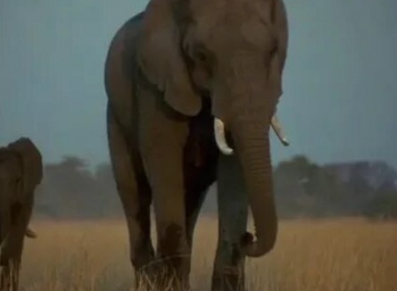 Приключения слона кадры