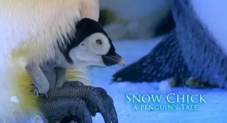 Птенец снегов. История пингвина кадры