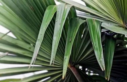 Роща веерных пальм кадры