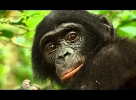 Шимпанзе: Возвращение в дикую природу кадры