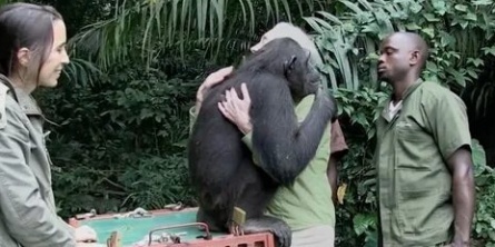 Шимпанзе: Возвращение в дикую природу кадры