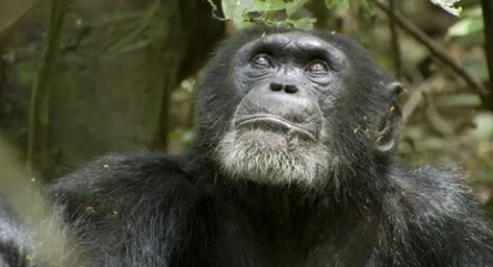 Шимпанзе кадры