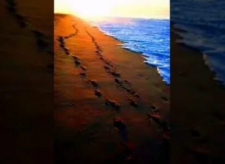 Следы на песке кадры