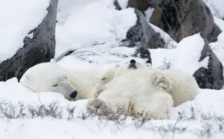 Снежные медведи кадры