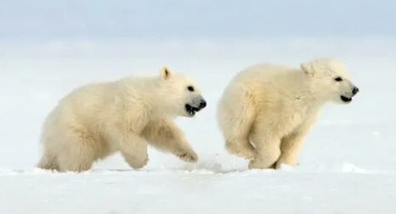 Снежные медведи кадры