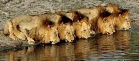 Стая львов кадры