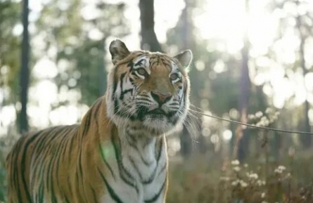 Тигр, о тигр кадры