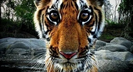 Тигр-шпион в джунглях кадры