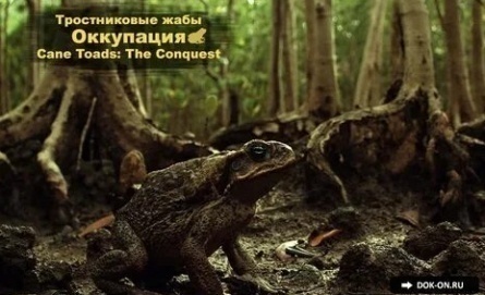 Тростниковые жабы: Оккупация кадры