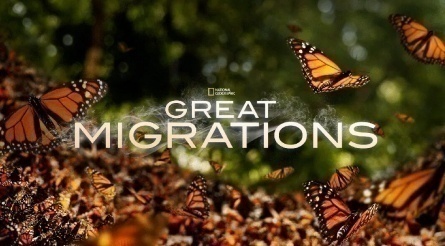 Великие миграции кадры