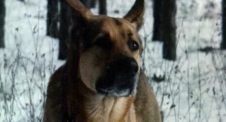 Верный Руслан (История караульной собаки) кадры