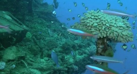 Южные моря 3D: Атолл Бикини и Маршалловы острова кадры