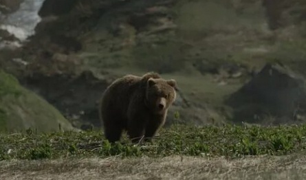 Земля медведей кадры