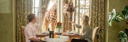Жираф в окне кадры