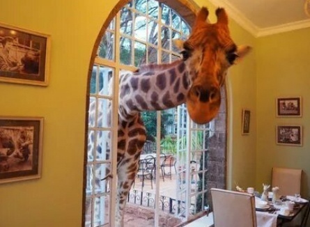 Жираф в окне кадры