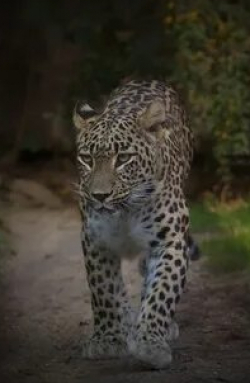 кадр из фильма Анатолийский леопард