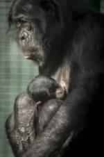 кадр из фильма Бонобо