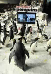 Джеймс Таппер и фильм Пингвины мистера Поппера (2011)