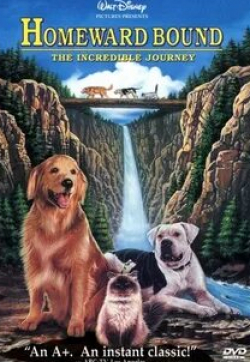 Салли Филд и фильм Дорога домой: Невероятное путешествие (1993)