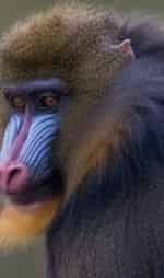 Городские приматы кадр из фильма