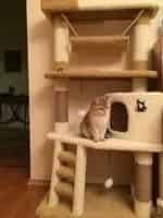 Как котенку построили дом кадр из фильма
