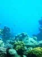 Коралловый риф кадр из фильма