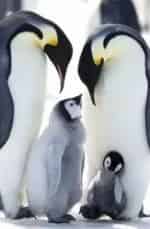 Любовь и пингвины кадр из фильма