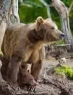 Медведи Камчатки кадр из фильма